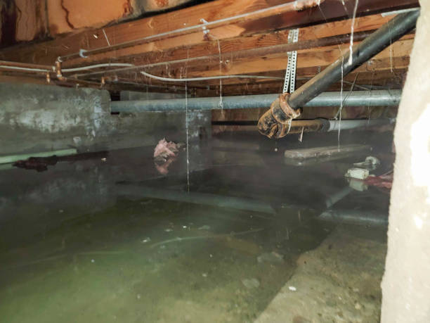 Best Basement water damage restoration  in Yuma, AZ